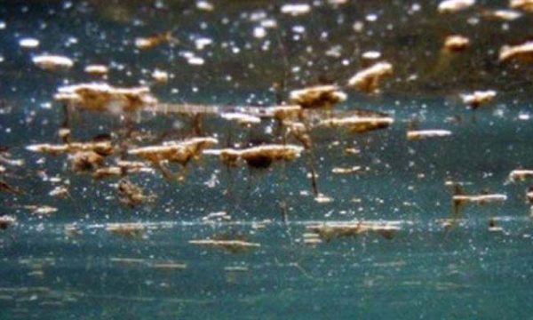 Rilevata la presenza dell’alga Ostreopsis ovata a Bari Santo Spirito lido Lucciola